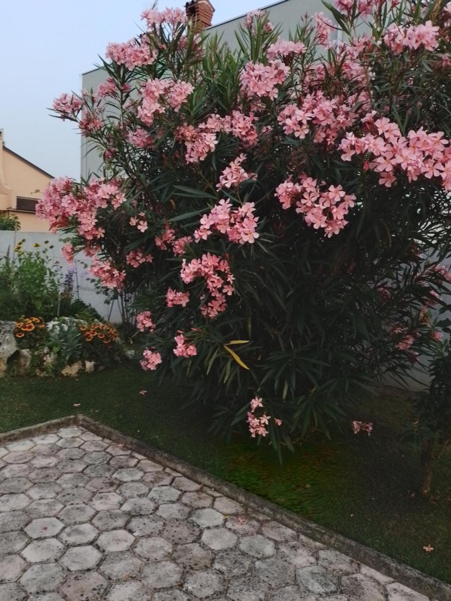 Apartman Olga Umag Dış mekan fotoğraf